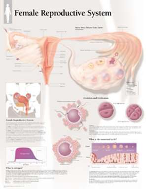 Female Reproductive System Laminated Poster de Scientific Publishing