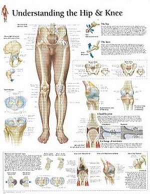 Understanding Hip and Knee Anatomie