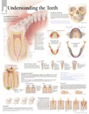 Understanding the Teeth Chart: Wall Chart de various