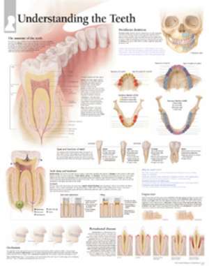 Understanding the Teeth Paper Poster de Scientific Publishing