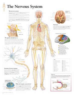 Nervous System Laminated Poster de Scientific Publishing