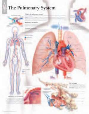 Pulmonary System Laminated Poster de Scientific Publishing