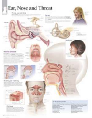 Ear, Nose & Throat Chart: Wall Chart de various