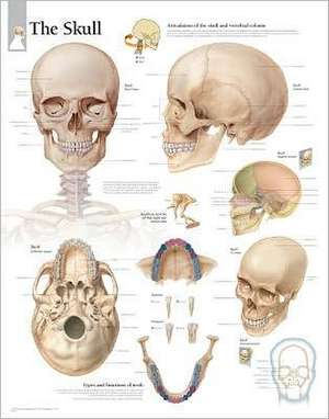 The Skull: Wall Chart de various