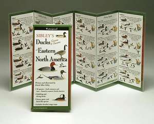 Sibley's Ducks, Geese, and Swans of Eastern North America de David Allen Sibley