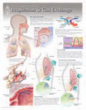 Respiration & Gas Exchange Wall Chart: 8130 de Scientific Publishing