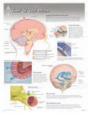 CSF & the Brain Laminated Poster de Scientific Publishing