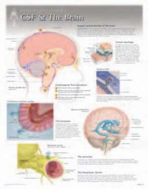 CSF & the Brain Wall Chart: 8270 de Scientific Publishing