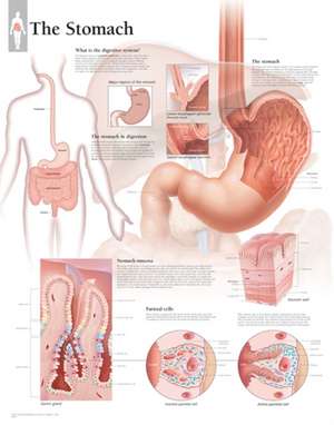 The Stomach Wall Chart: 8650 de Scientific Publishing