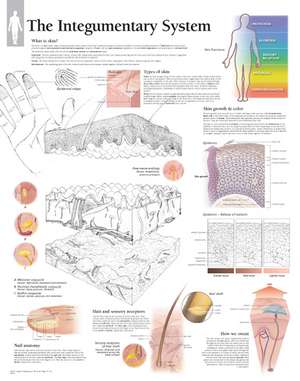 Integumentary System Laminated Poster de Scientific Publishing