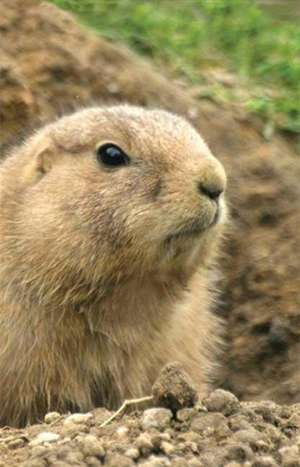 Prairie Dog Lined Journal: Selected Poems by Lucille Broderson de Nodin Press