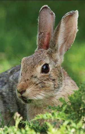 Rabbit Lined Journal: Selected Poems by Lucille Broderson de Nodin Press