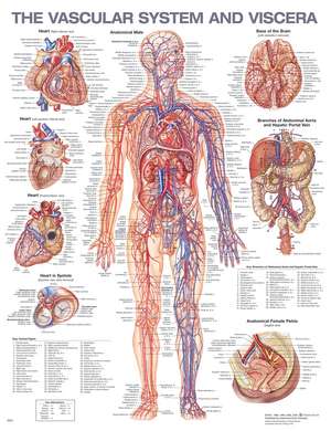 The Vascular System and Viscera Anatomical Chart de Anatomical Chart Company