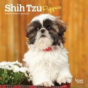 Shih Tzu Puppies 2024 Mini 7x7 de Browntrout