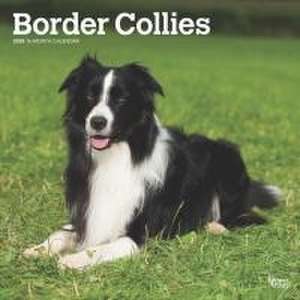 Border Collies 2025 12 X 24 Inch Monthly Square Wall Calendar Plastic-Free de Browntrout