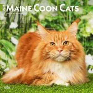 Maine Coon Cats 2025 12 X 24 Inch Monthly Square Wall Calendar Plastic-Free de Browntrout