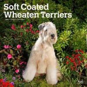 Soft Coated Wheaten Terriers 2025 12 X 24 Inch Monthly Square Wall Calendar Plastic-Free de Browntrout