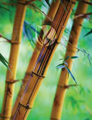 Bamboo Forest Sketchbook de Services, N. D. Author