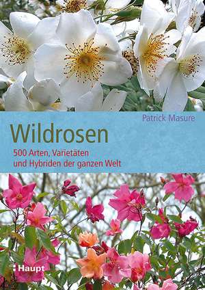 Wildrosen de Patrick Masure