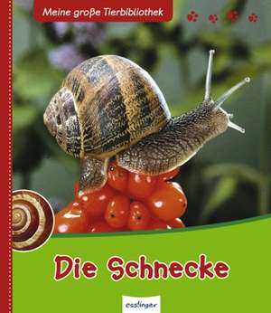 Die Schnecke de Paul Starosta