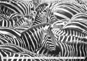 Emotionale Momente: Zebras - black & white. (Tischkalender 2016 DIN A5 quer) de Ingo Gerlach Gdt