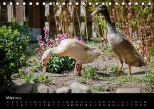 Laufenten, tierisch liebenswerte Zeitgenossen (Tischkalender 2016 DIN A5 quer) de Wiebke Storm