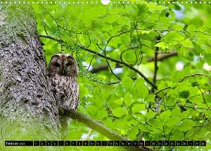 Freund, A: Strix aluco ... der Waldkauz (Wandkalender 2023 D