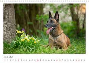 Malinois - Partner auf vier Pfoten (Wandkalender 2024 DIN A3 quer), CALVENDO Monatskalender de Martina Wrede - Wredefotografie