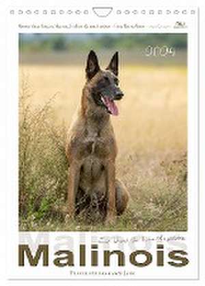 Malinois - Ein Hund für hohe Ansprüche (Wandkalender 2024 DIN A4 hoch), CALVENDO Monatskalender de Martina Wrede - Wredefotografie