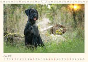 Riesenschnauzer... charakterstarke Hunde (Wandkalender 2024 DIN A4 quer), CALVENDO Monatskalender de Martina Wrede - Wredefotografie