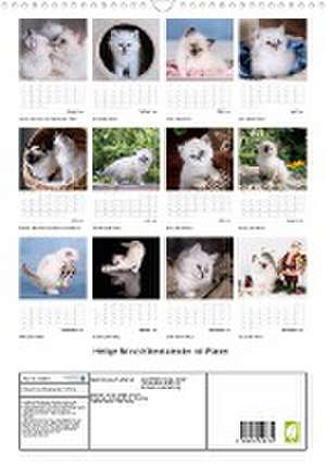 Heilige Birma Kittenkalender mit Planer (Wandkalender 2024 DIN A3 hoch), CALVENDO Monatskalender de Michaela Thoms