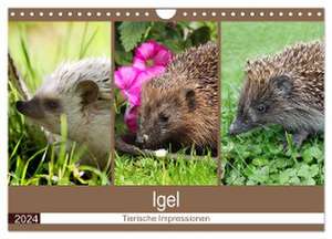 Igel 2024. Tierische Impressionen (Wandkalender 2024 DIN A4 quer), CALVENDO Monatskalender de Steffani Lehmann (Hrsg.