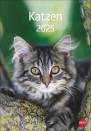 Katzen Kalender 2025 de |Heye