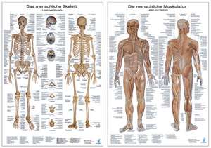 Anatomie-Lehrtafeln im Doppelpack ' Die menschliche Muskulatur ' und ' Das menschliche Skelett '