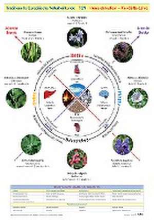 Wandtafel Traditionelle Europäische Naturheilkunde TEN de Friedemann Garvelmann