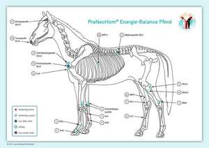 Akupunktur-Tafel Pferd de Layena Bassols Rheinfelder