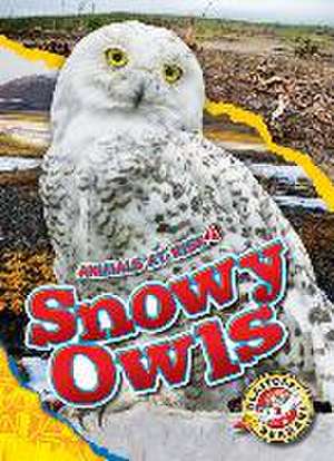 Snowy Owls de Rachel Grack