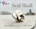 BIG CAT PROGRESS - SEAL SKULL