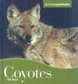 Coyotes