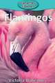 Flamingos