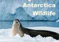 Antarctica Wildlife / UK-Version (Wall Calendar 2018 DIN A3 Landscape)