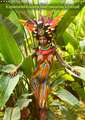 Equatorial Guinea Bodypainting Festival (Wall Calendar 2020 DIN A3 Portrait)