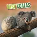 Rustad, M: Baby Koalas