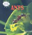 Ants