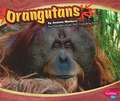 Orangutans