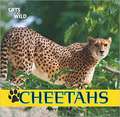 Cheetahs