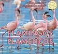 Flamingos/Flamencos