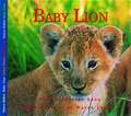 Baby Lion