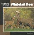 Whitetail Deer