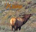 Idaho Wildlife Impressions